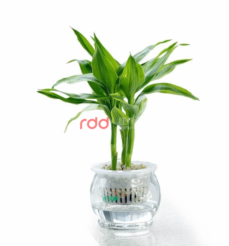 這3類植物放在辦公室裝修空間中能起到大作用-3.jpg 這3類植物放在辦公室裝修空間中能起到大作用-3.jpg